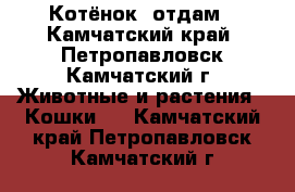   Котёнок  отдам - Камчатский край, Петропавловск-Камчатский г. Животные и растения » Кошки   . Камчатский край,Петропавловск-Камчатский г.